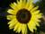This is a sunflower. (Short Description Field)